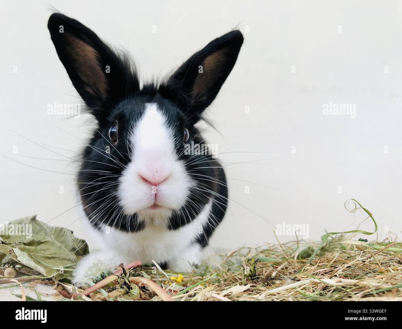 Cute Dutch rabbit Stock Photo - Alamy