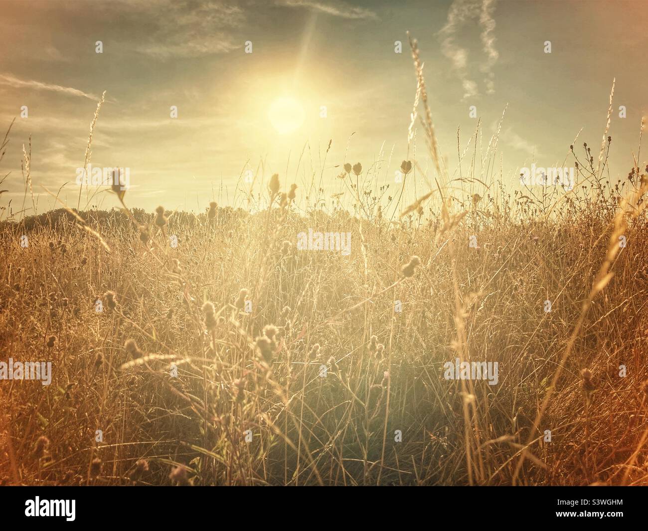 An uncut meadow with dried grasses and wild flowers on a hot summer morning. - Smartphone Captured Stock Image