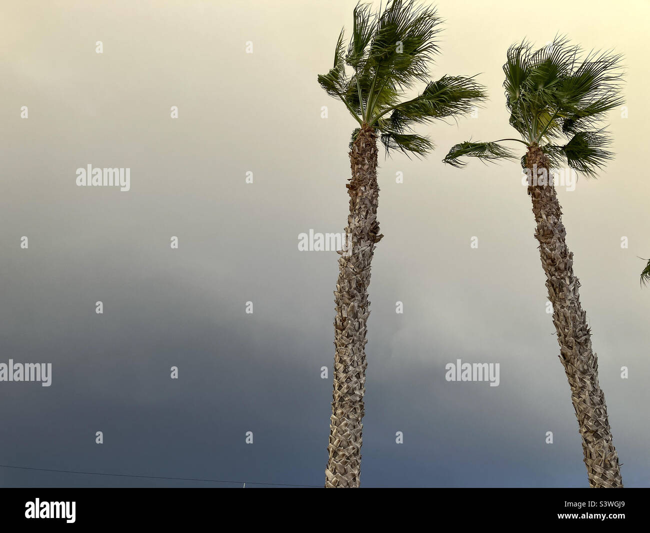 Catral, Spain-12-08-2022: two palm trees during a summer storm with a cloud of dust and a dark sky in the background - Smartphone Captured Stock Image