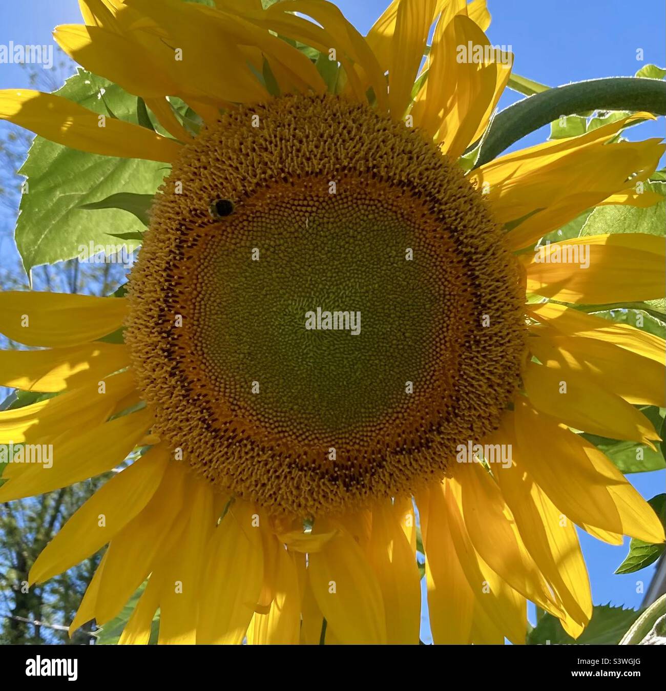 This common sunflower has the sun at its back and is hosting a bee. - Smartphone Captured Stock Image