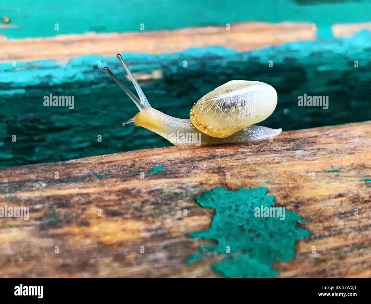 Tiny transparent snail on wet wooden surface - Smartphone Captured Stock Image