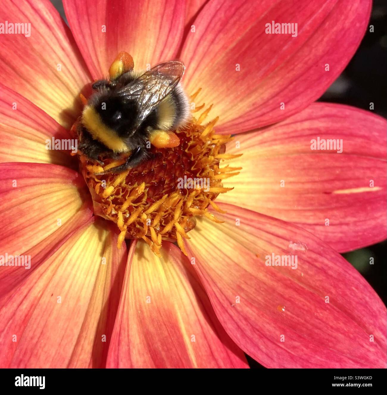 Bee with pollen sacks on pink and yellow flower Stock Photo