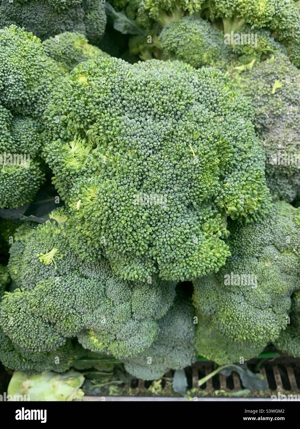 Delicious garden fresh broccoli head in the produce area. Stock Photo