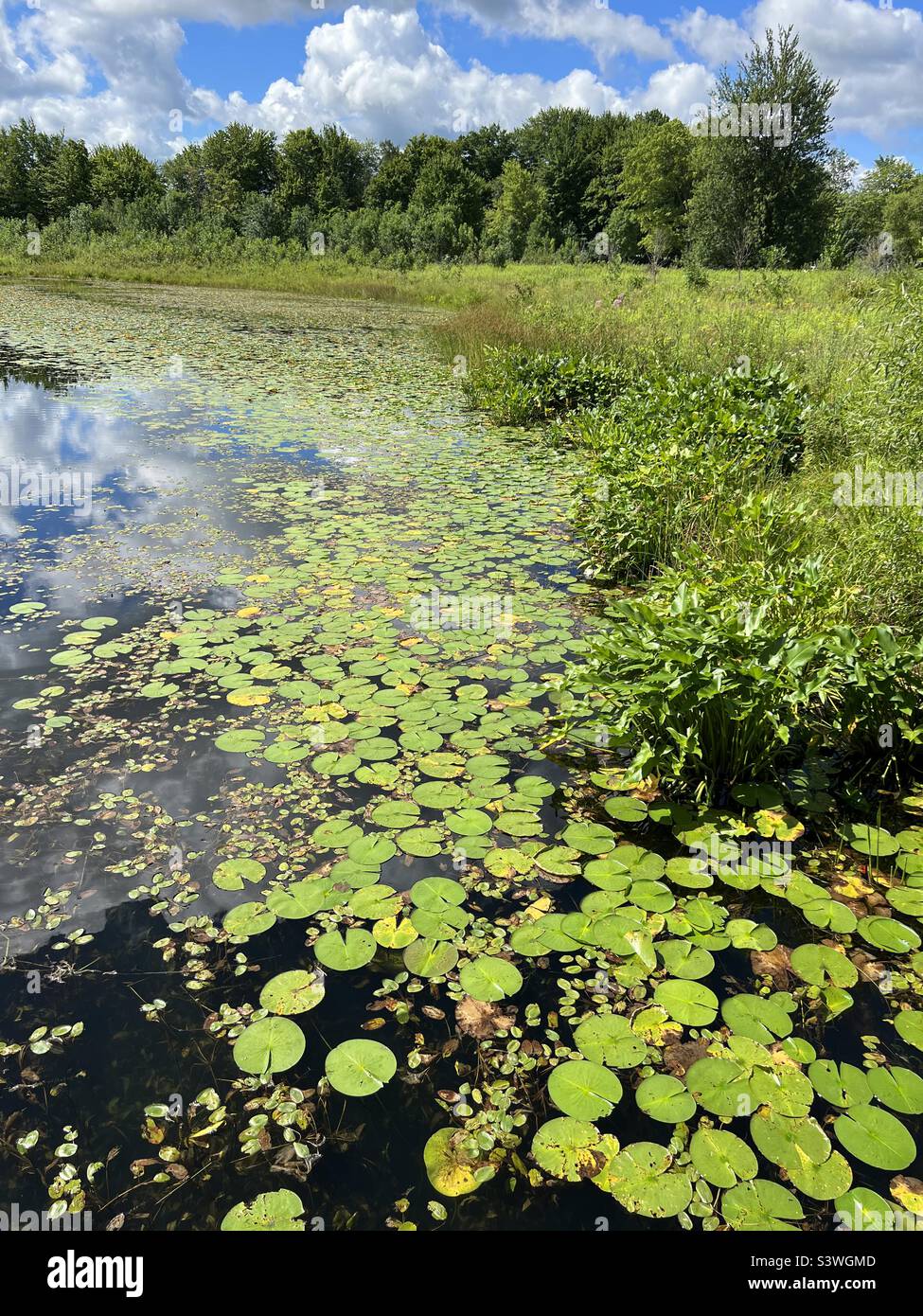 Lily pads on lake hires stock photography and images Alamy