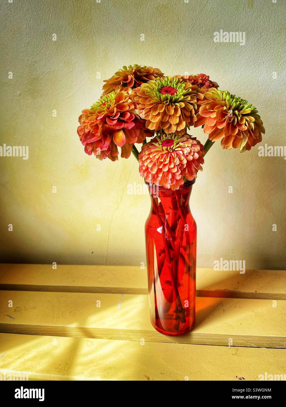 Zinnia flowers in an orange glass vase. - Smartphone Captured Stock Image