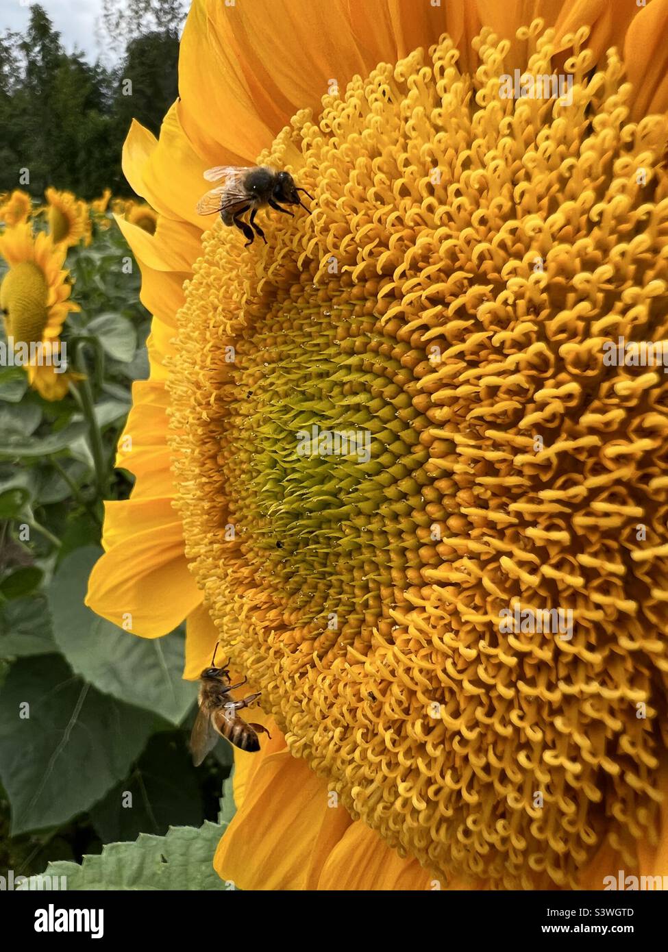 Sunflower with bees Stock Photo Alamy