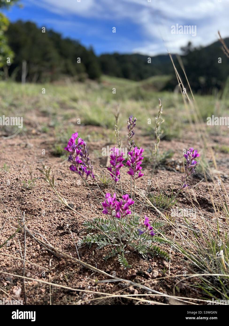 Wildflowers in a valley Colorado Stock Photo Alamy