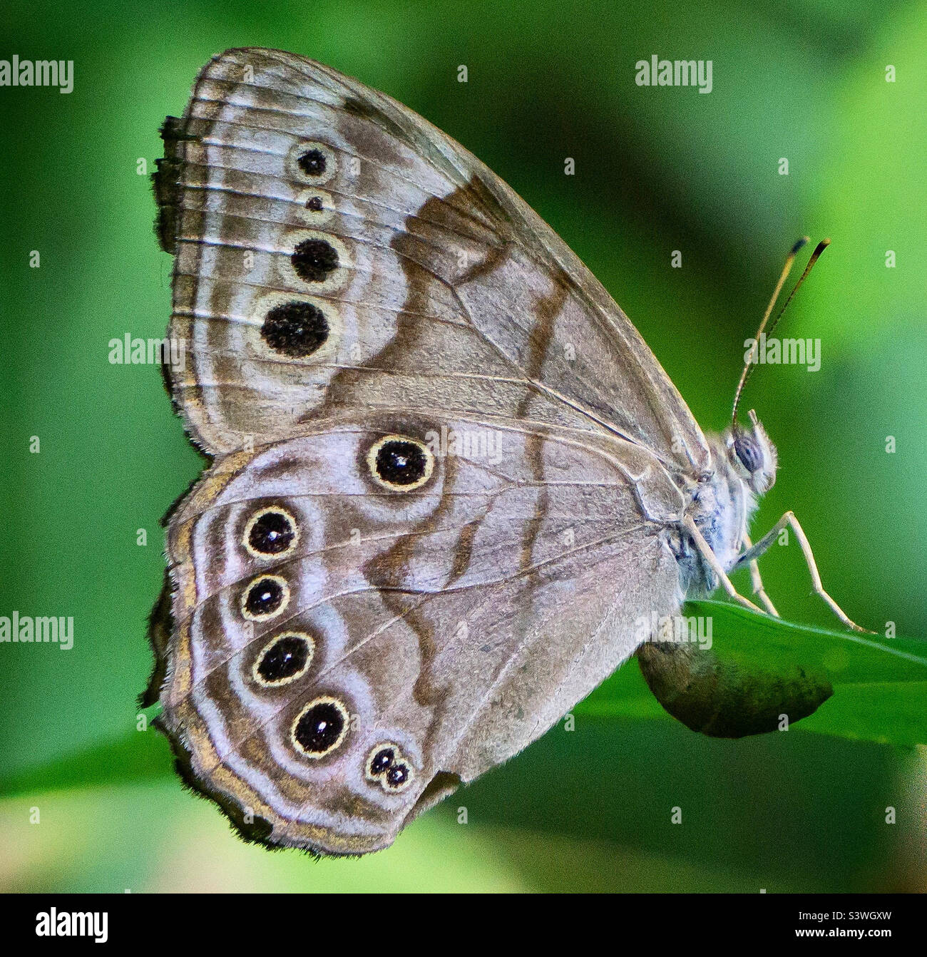 Northern pearlyeye butterfly Stock Photo Alamy