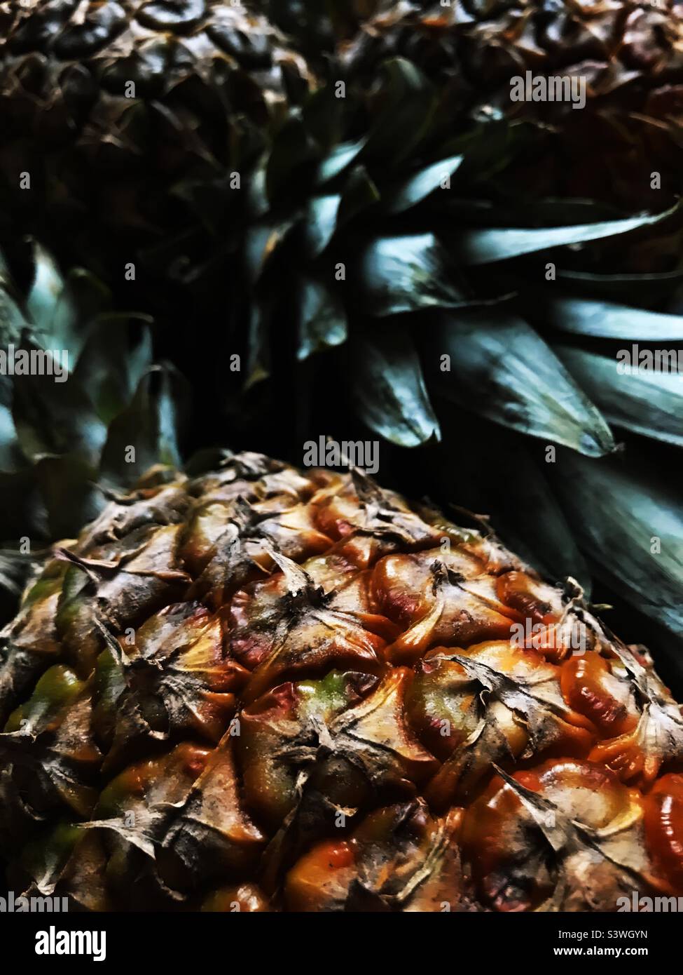 Pineapples in dark colors Stock Photo - Alamy