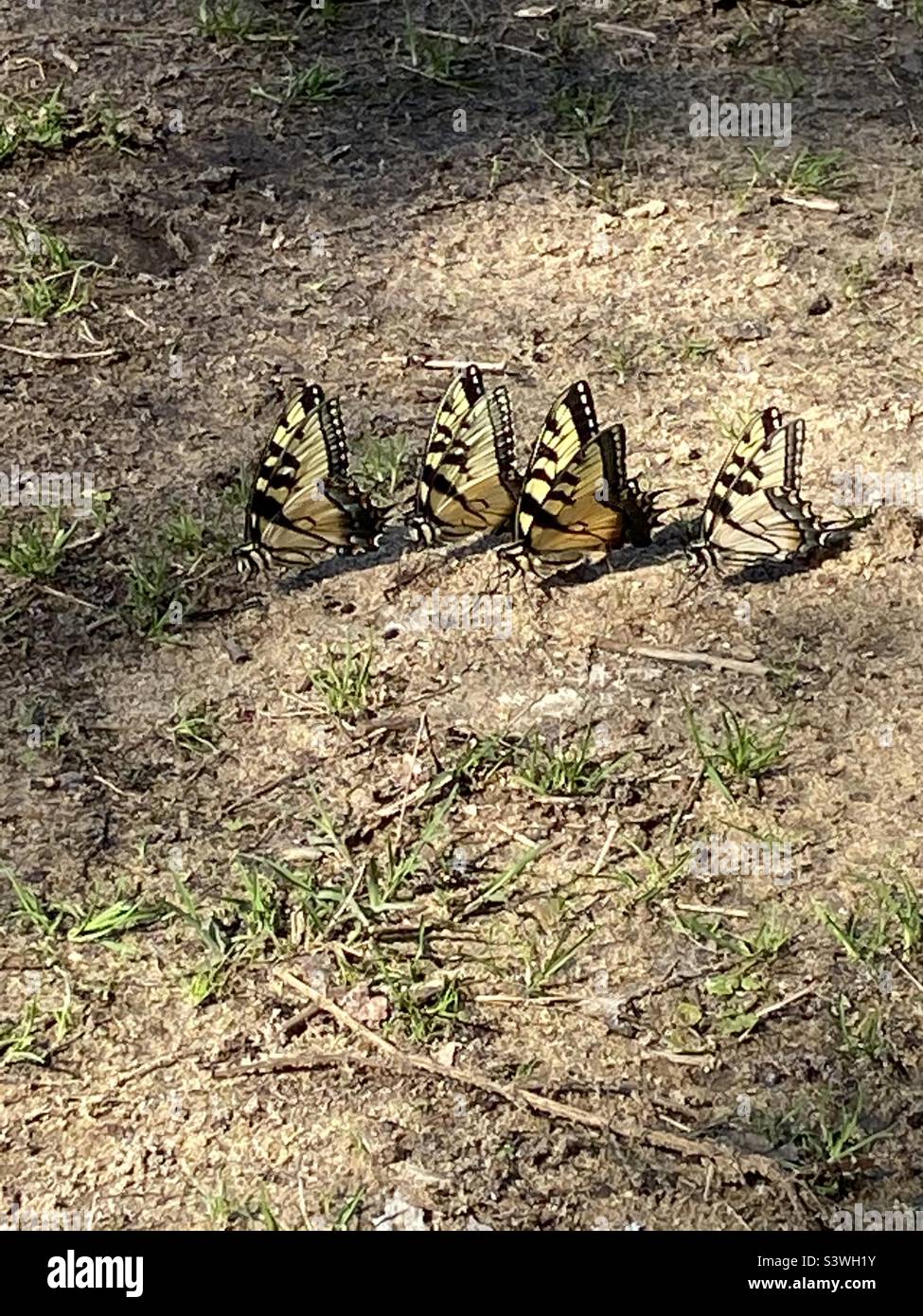 Group of butterflies Stock Photo Alamy