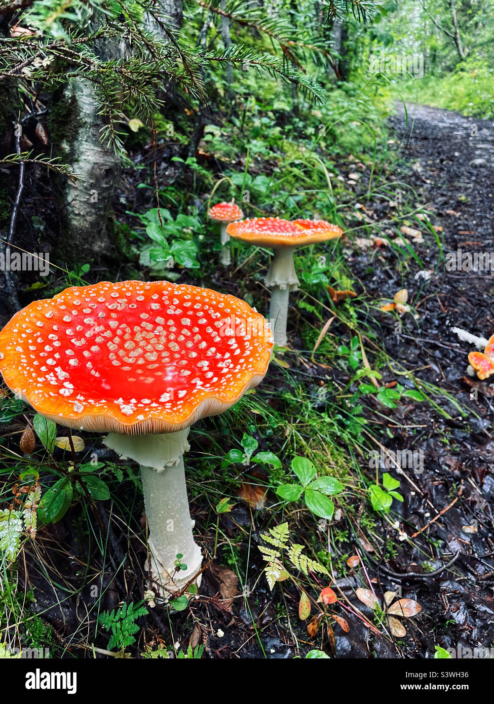 Magic mushrooms in the wild woods of Alaska Stock Photo Alamy
