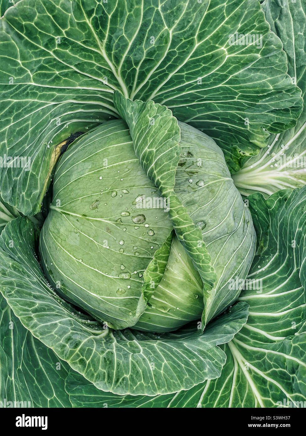 Extra large cabbage from Palmer Alaska where food grows bigger than