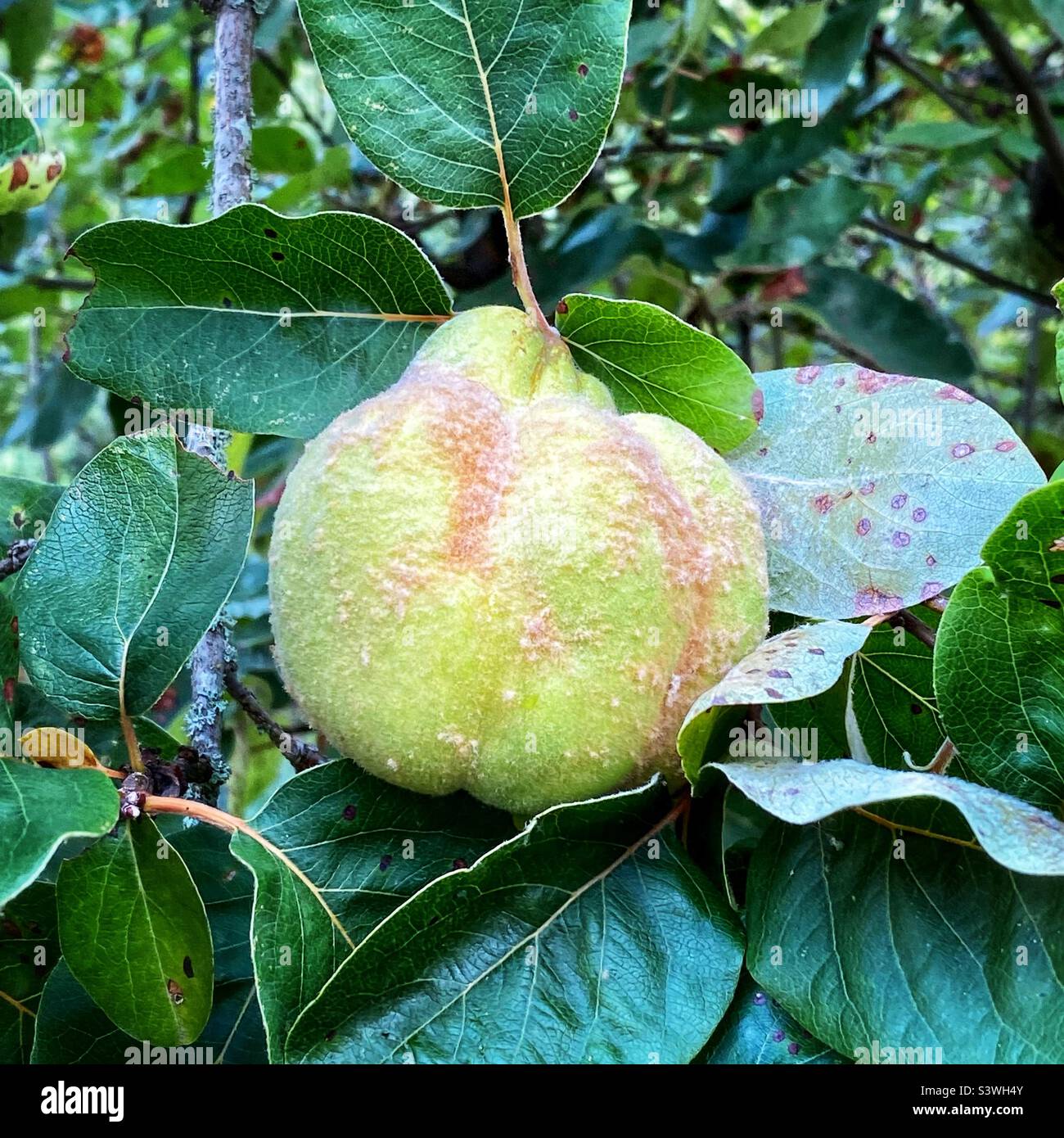 Quince fruit growing - Smartphone Captured Stock Image
