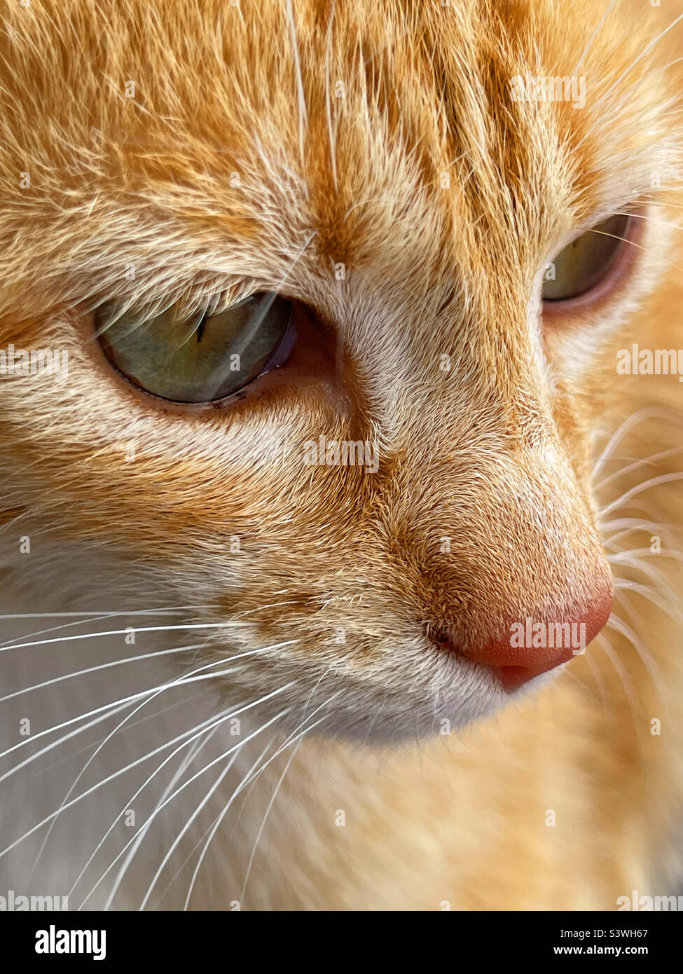 Tabby cat face. Close view. - Smartphone Captured Stock Image