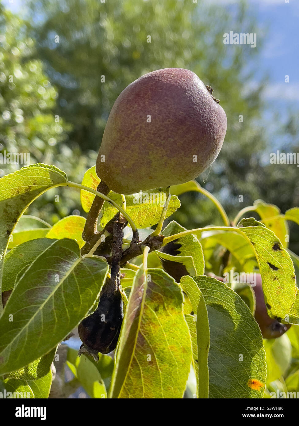 Pears ripening on the tree in a garden. UK - Smartphone Captured Stock Image
