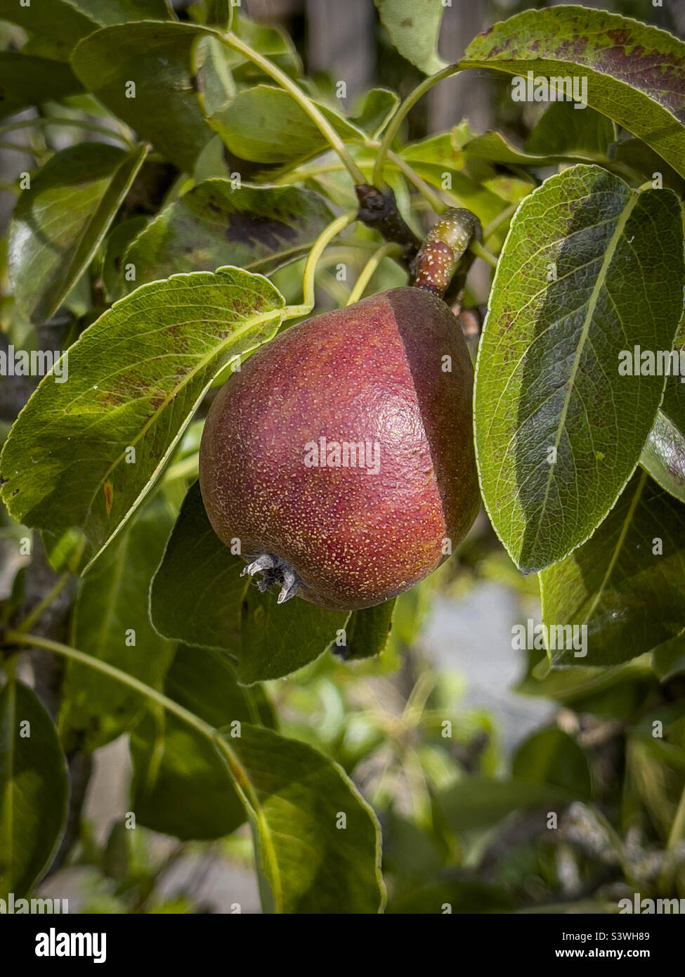 Pears ripening on tree with leaf blight in a UK garden. - Smartphone Captured Stock Image
