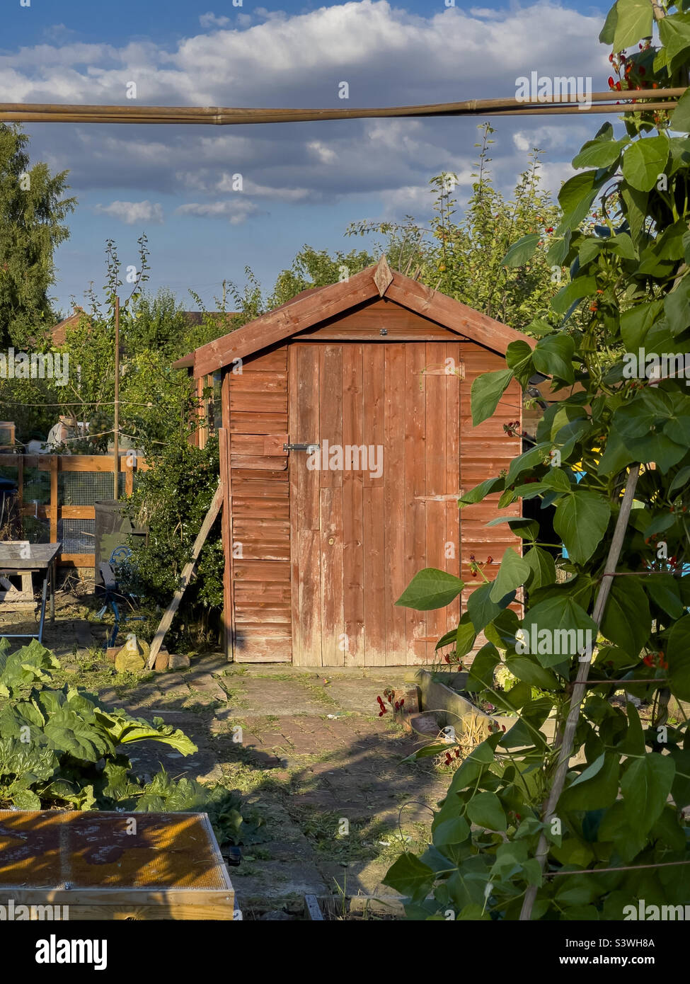 Allotment shed in summer. - Smartphone Captured Stock Image