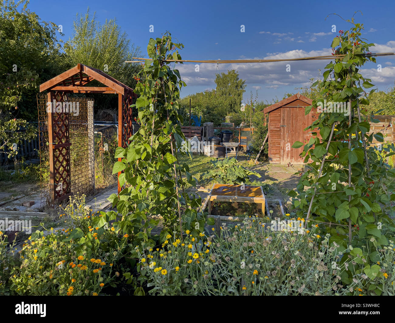 UK allotment in summer with shed, and wood trellis arch. - Smartphone Captured Stock Image
