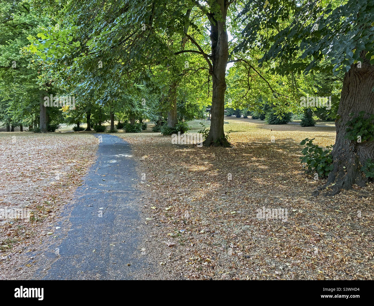 Dead leaves cover the ground in Ashcombe Park in Weston-super-Mare as an August heatwave brings drought-like conditions Stock Photo