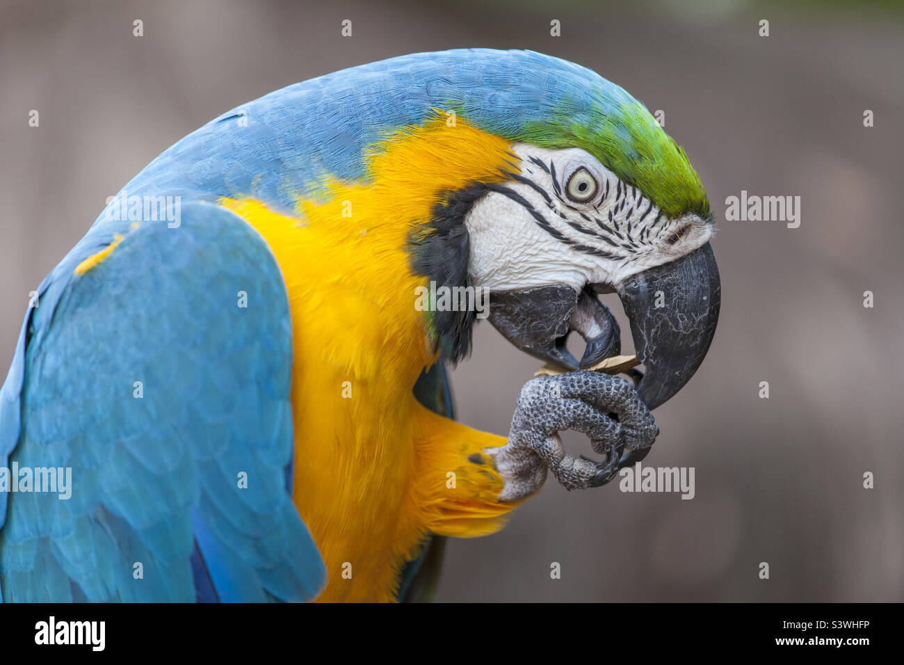 Colorful parrot in nature, in tropical rainforest environment - Smartphone Captured Stock Image