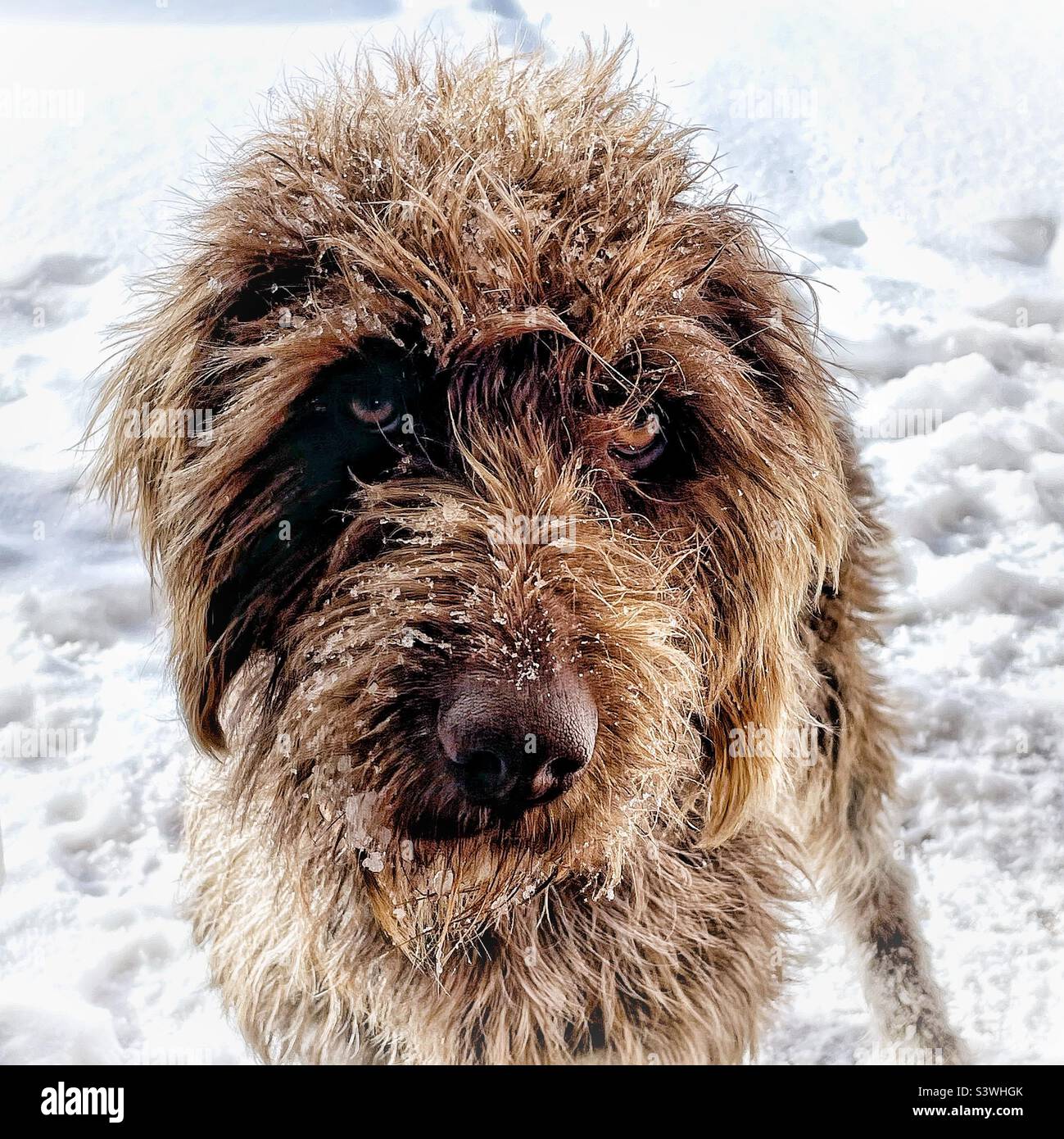 Furry dog covered in snow Stock Photo Alamy
