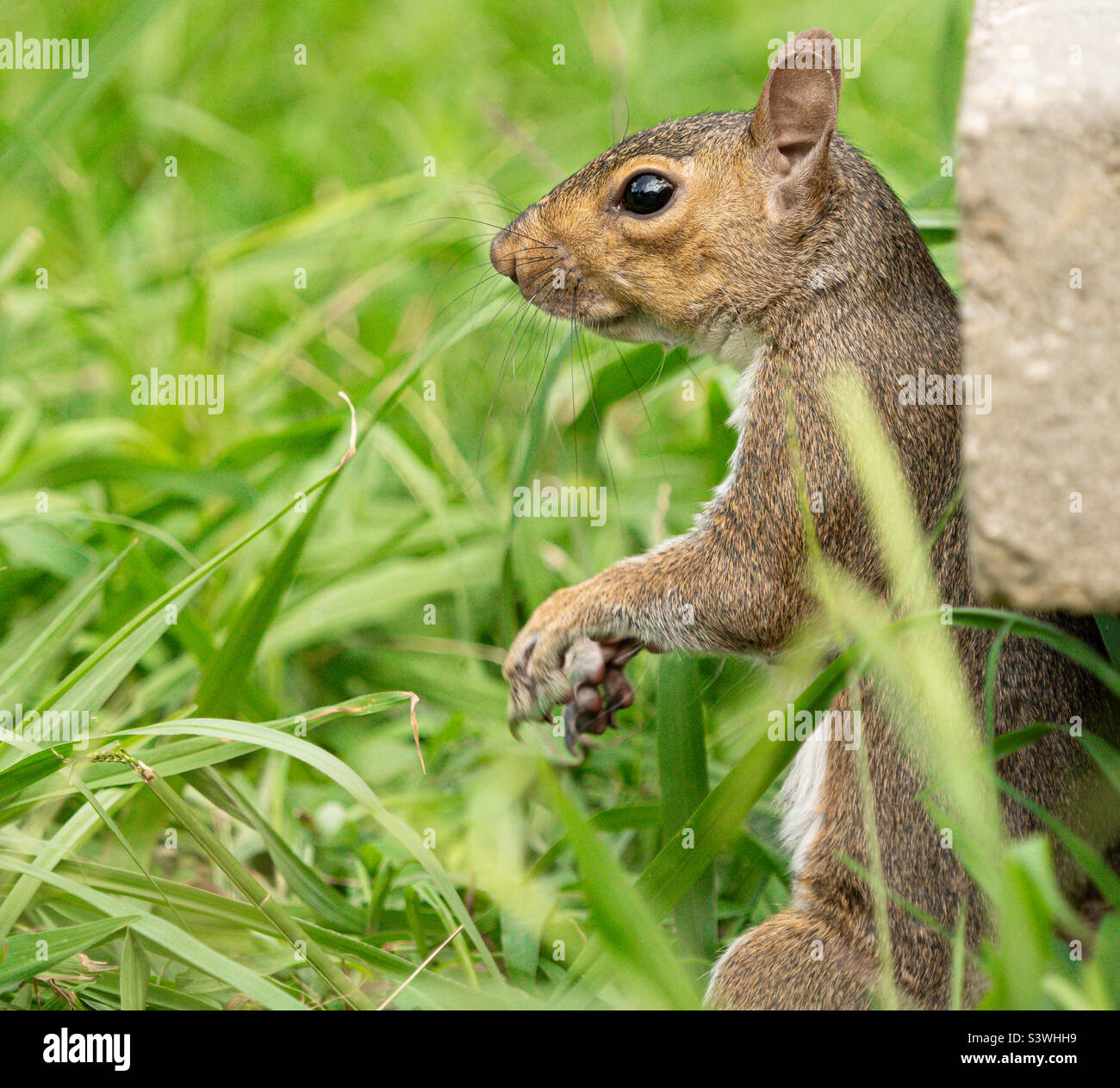 Ardilla hi-res stock photography and images - Alamy