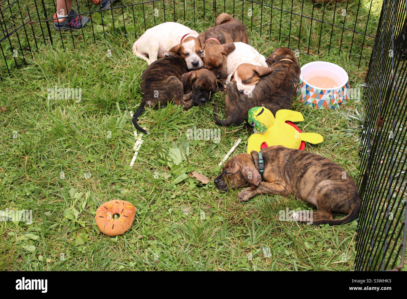 puppies sleeping in outdoor kennel Stock Photo Alamy