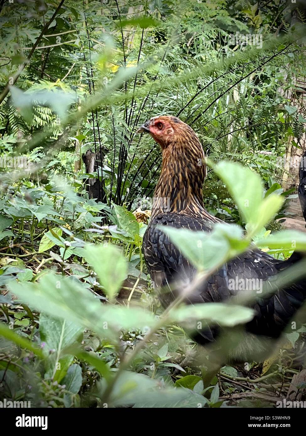 Chicken in the wild Stock Photo Alamy