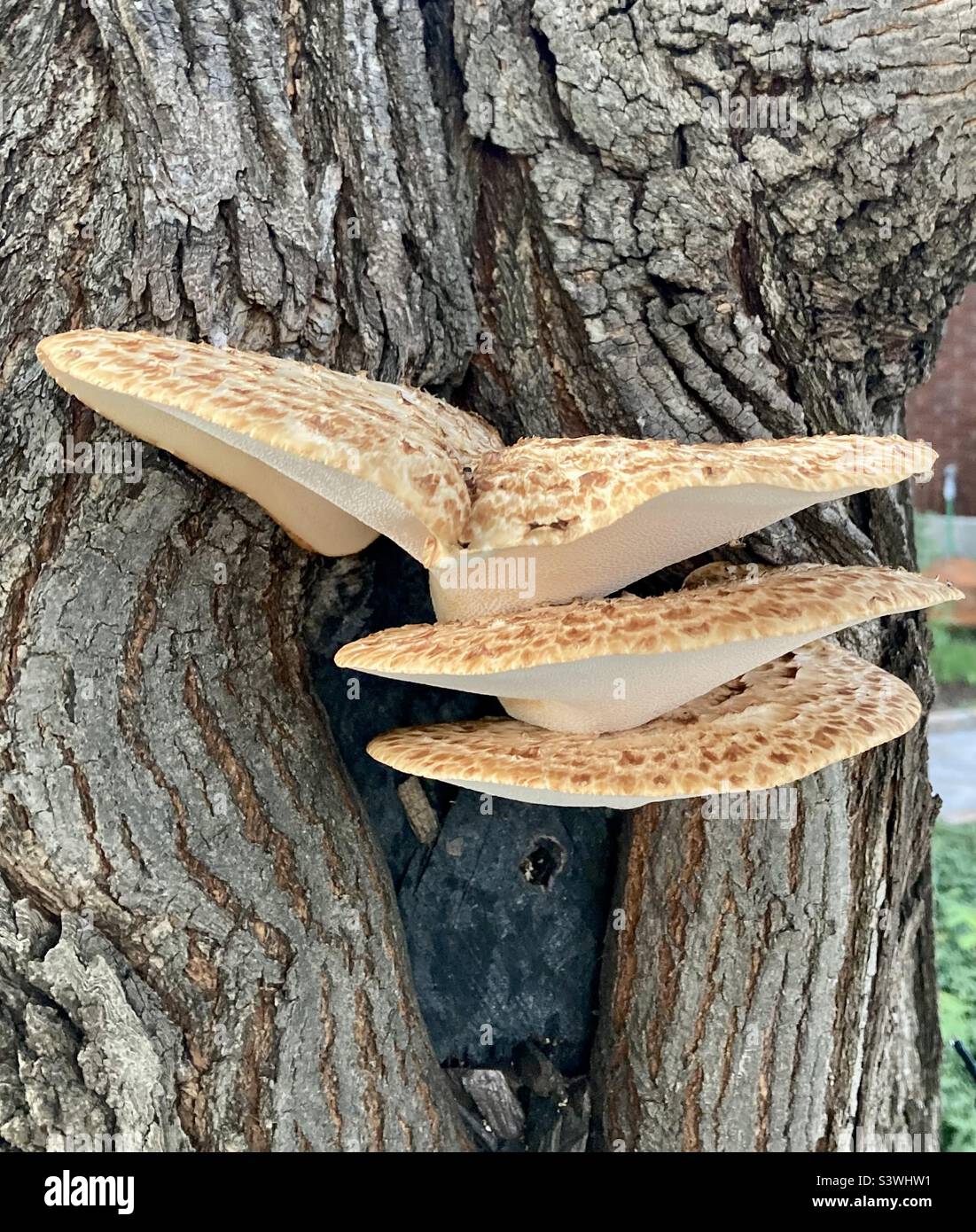 This Dryad's saddle has found a spot to flourish in this maple tree. - Smartphone Captured Stock Image