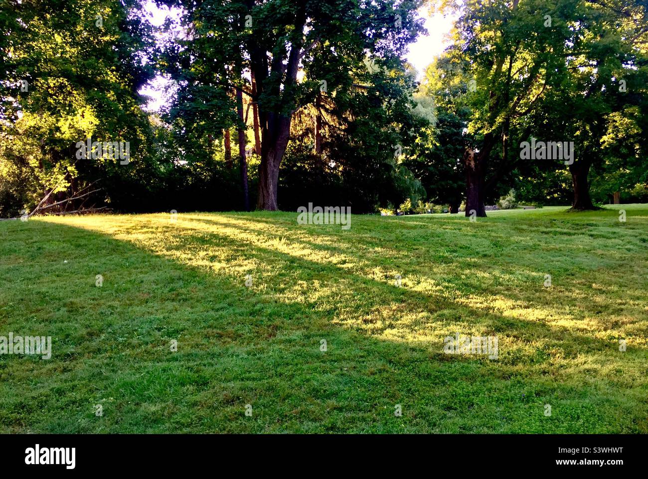Early morning in a sylvan setting. A big urban park, Ontario, Canada. Shafts of glowing light rays filtering through the trees. No people. No animals. Yet. - Smartphone Captured Stock Image