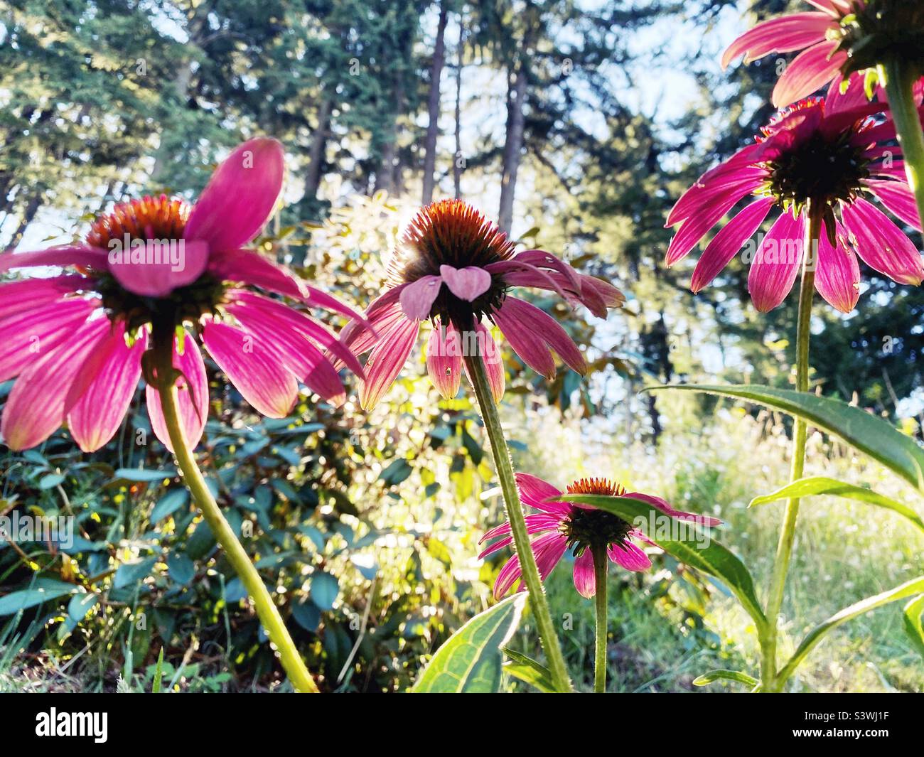 Echinacea 'cheyenne spirit' flowers. Stock Photo
