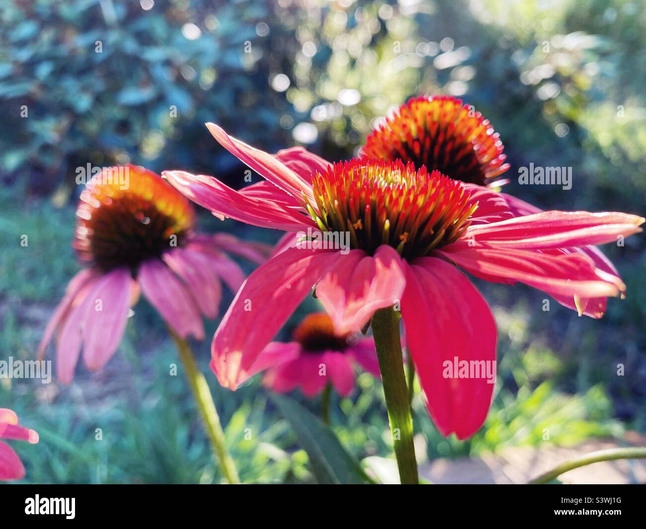 Echinacea flowers. Stock Photo