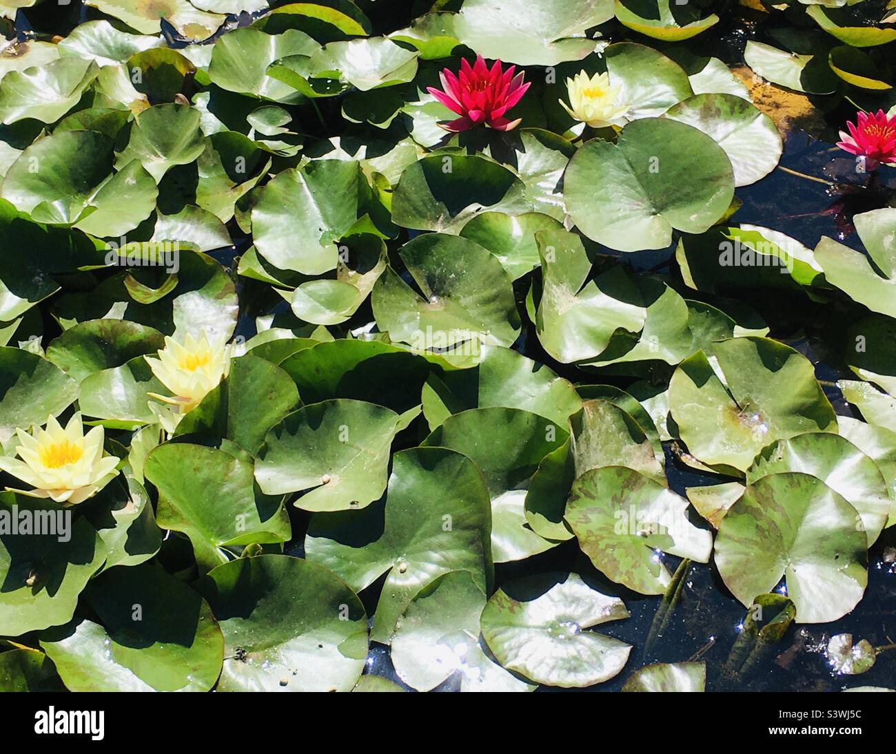 Red lily,  Water lily, Nymphaea, - Smartphone Captured Stock Image