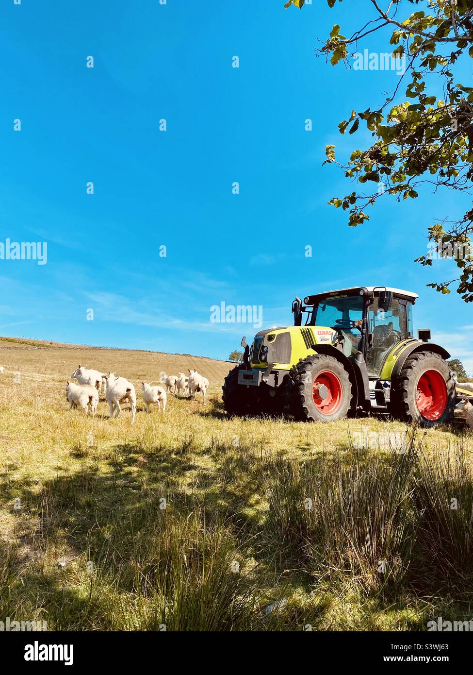 Sheep and a tractor. Welshpool, Wales, UK Stock Photo Alamy