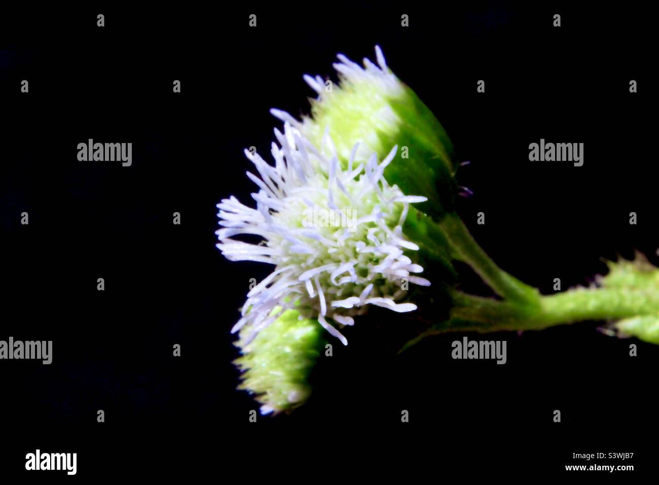 Flower of Ageratum Conyzoides Stock Photo