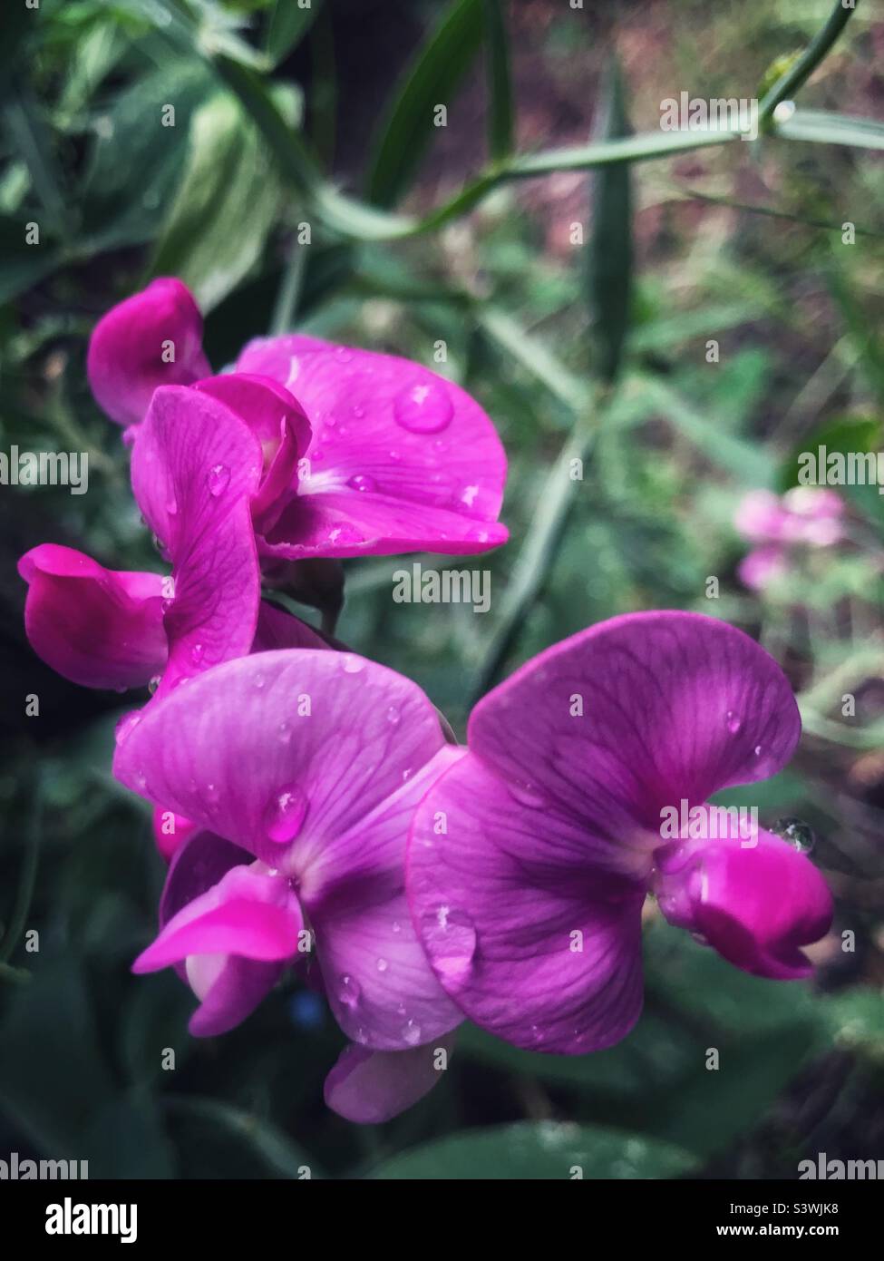 Sweet pea in summer Stock Photo
