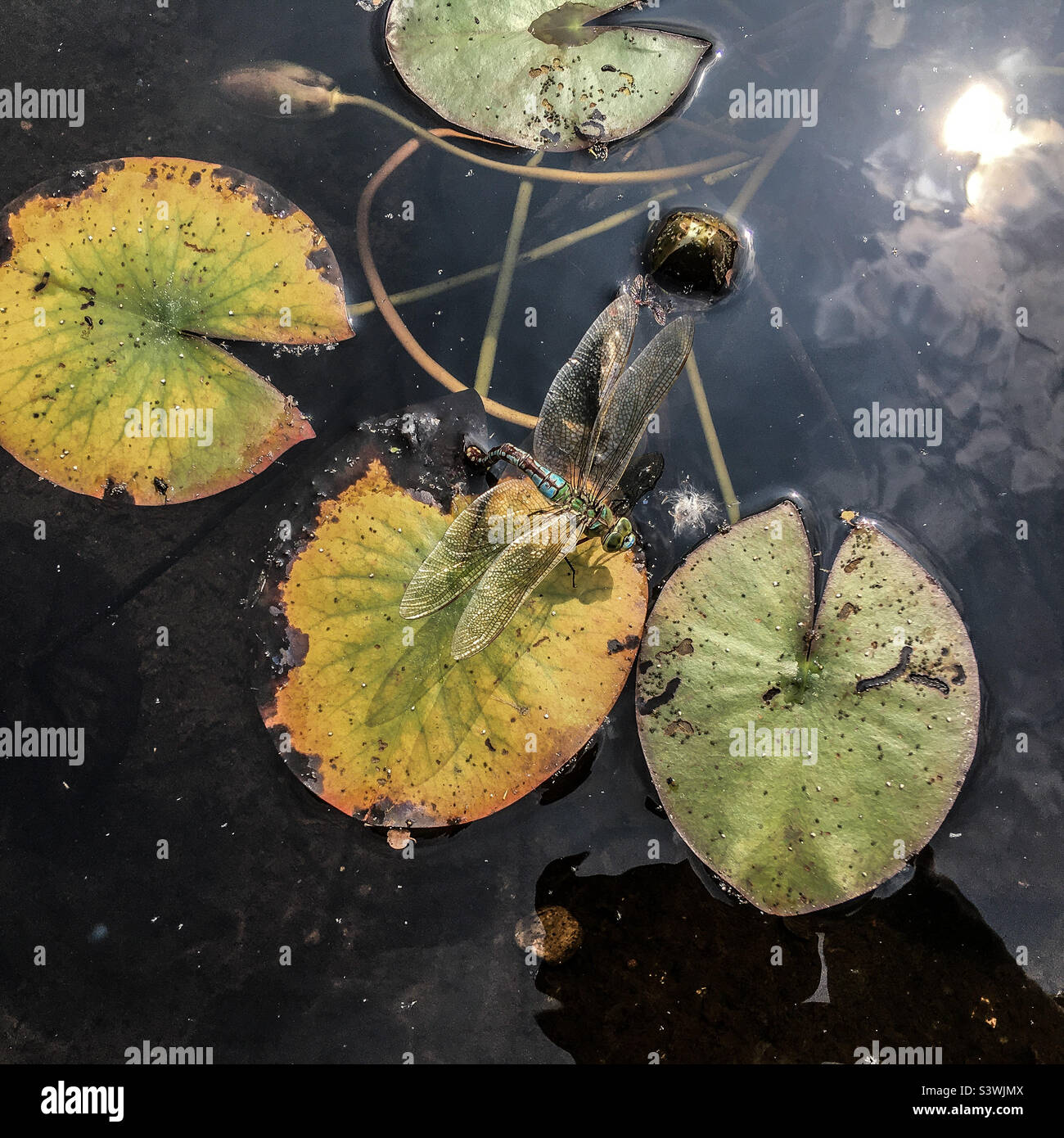 Large Dragonfly laying eggs in a Lily Pond - Smartphone Captured Stock Image