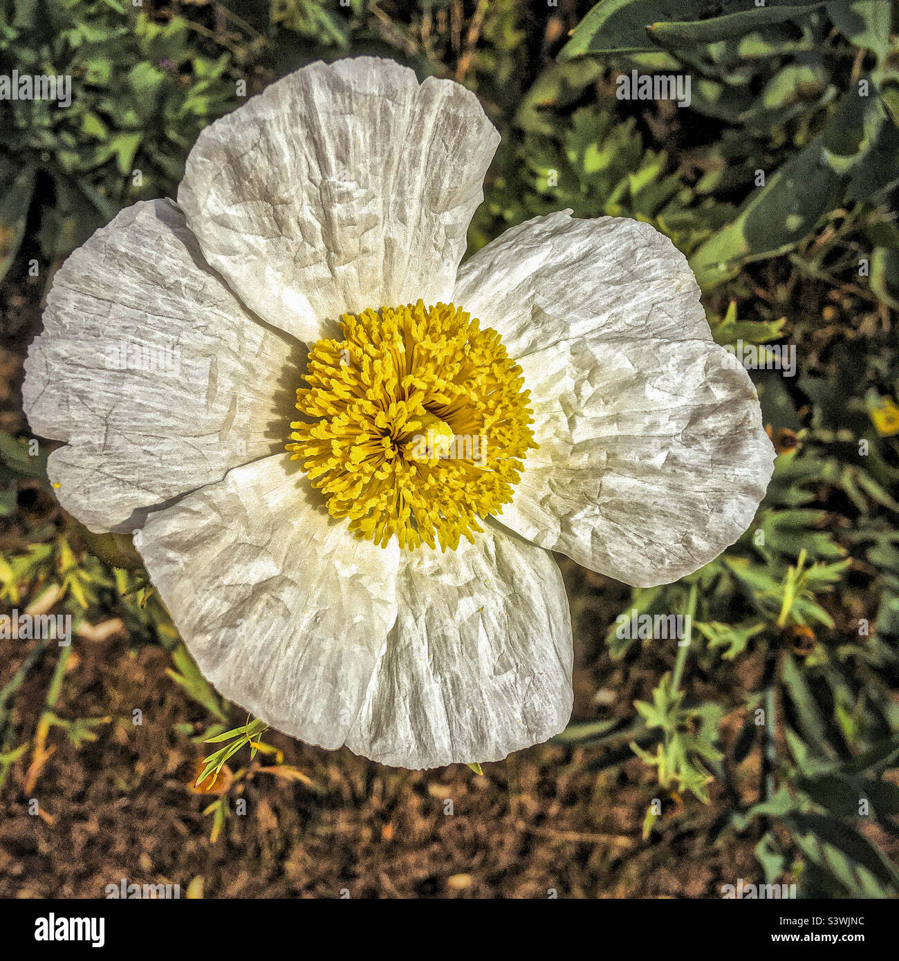 Close Up of a Fried Egg plant Flower your Stock Photo