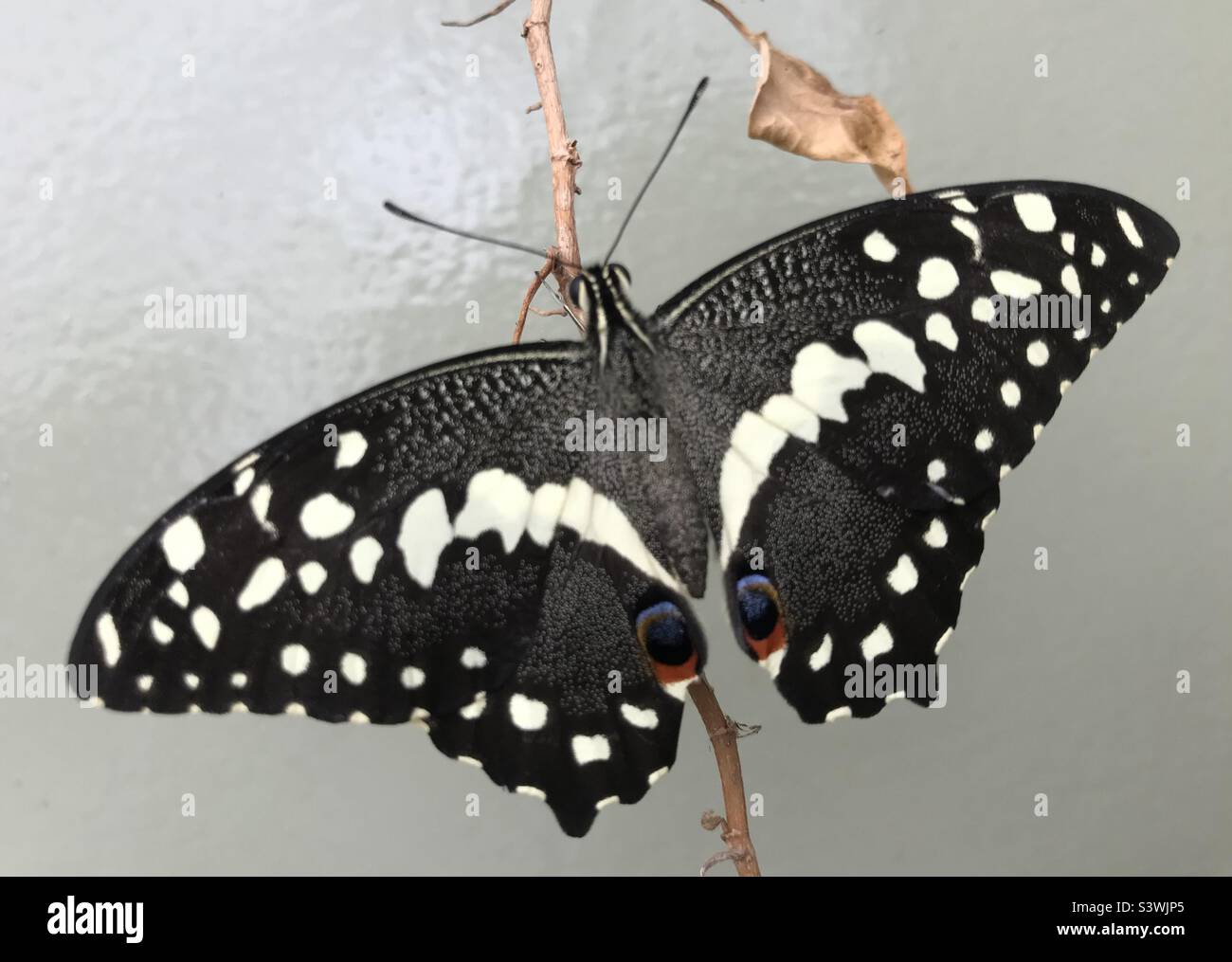 Black butterfly with eyes Stock Photo Alamy