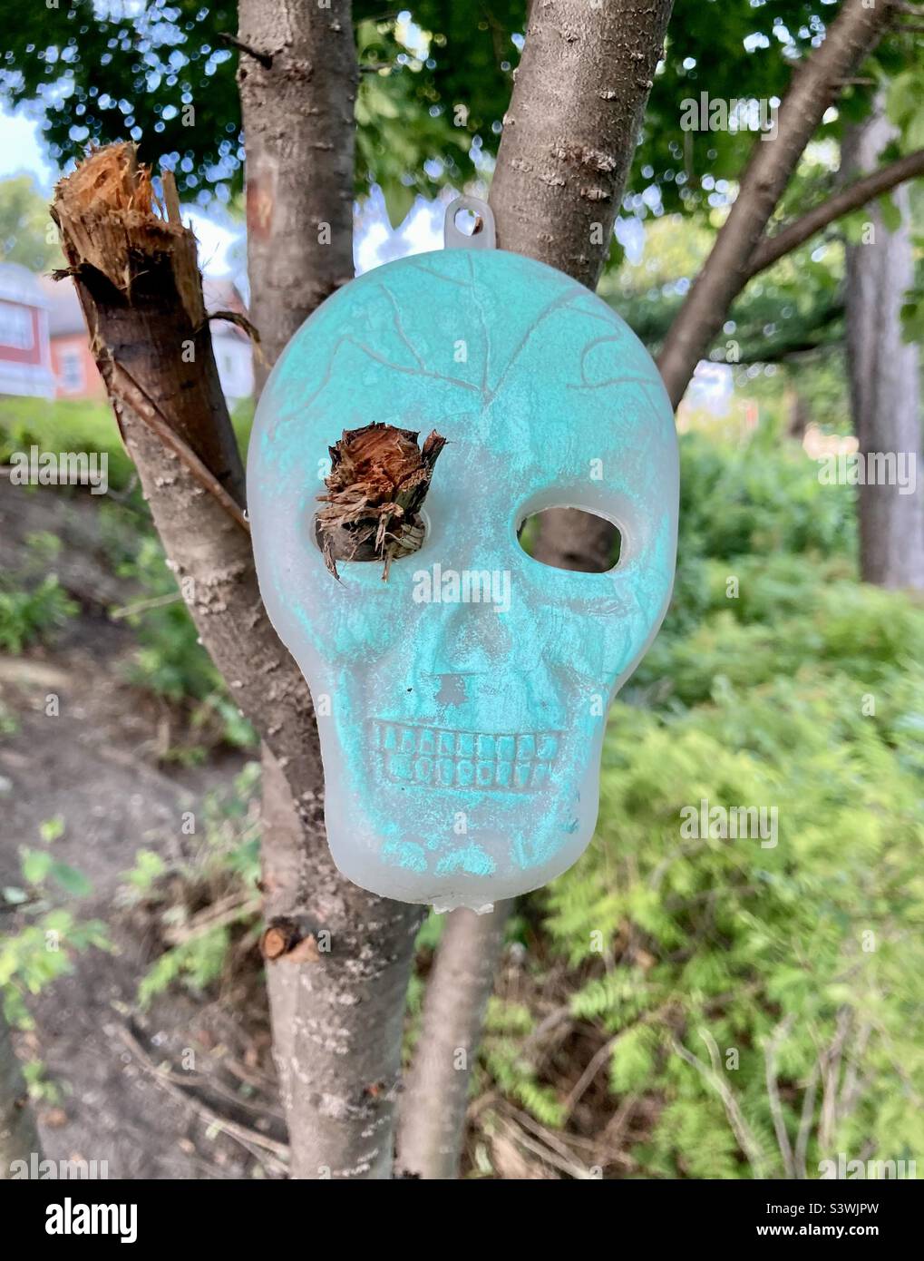 Glow in the dark skull impaled on a tree. Stock Photo
