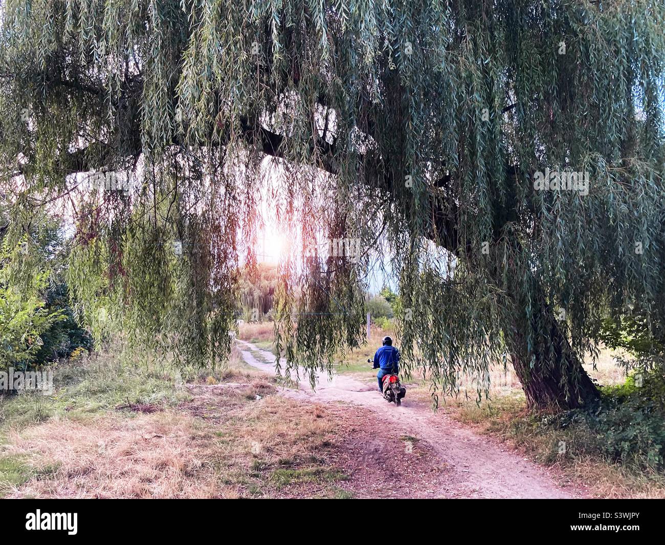 Riding a motorcycle under the huge tree - Smartphone Captured Stock Image