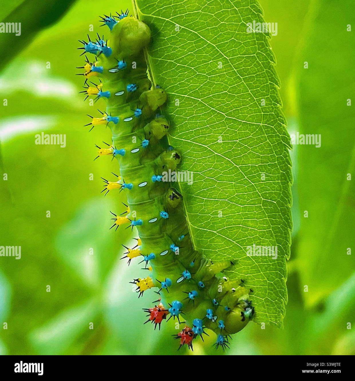 Cecropia moth caterpillar Stock Photo - Alamy