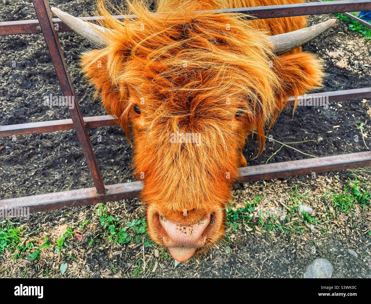 Orange long haired cow with tongue sticking out. Stock Photo