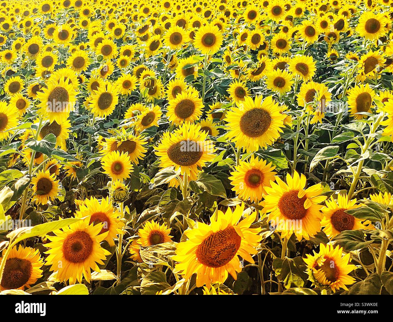 Field of sunflowers in peak bloom Stock Photo Alamy