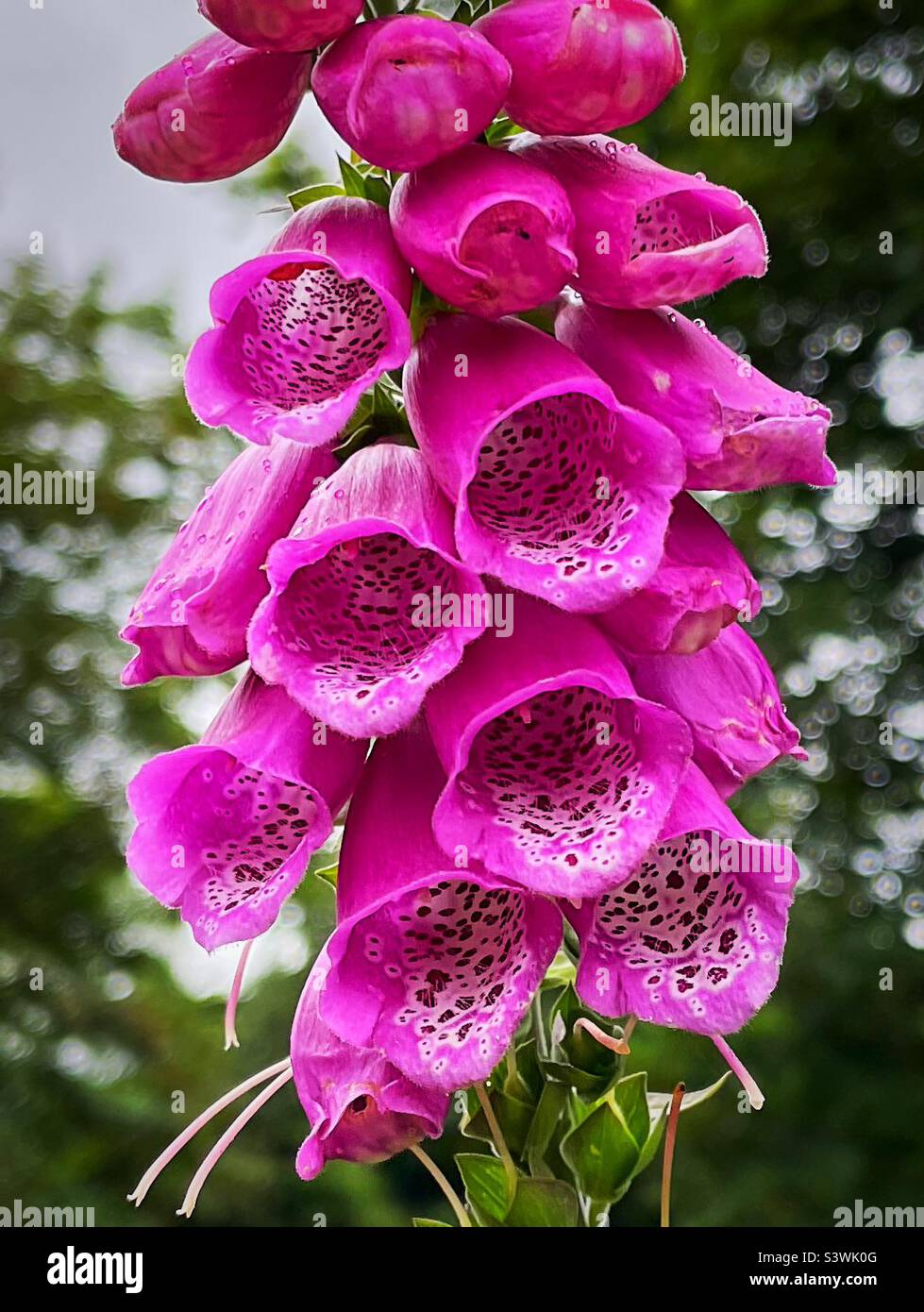 ‘Pink poison’ a close up of the attractive (but poisonous) foxglove plant Stock Photo