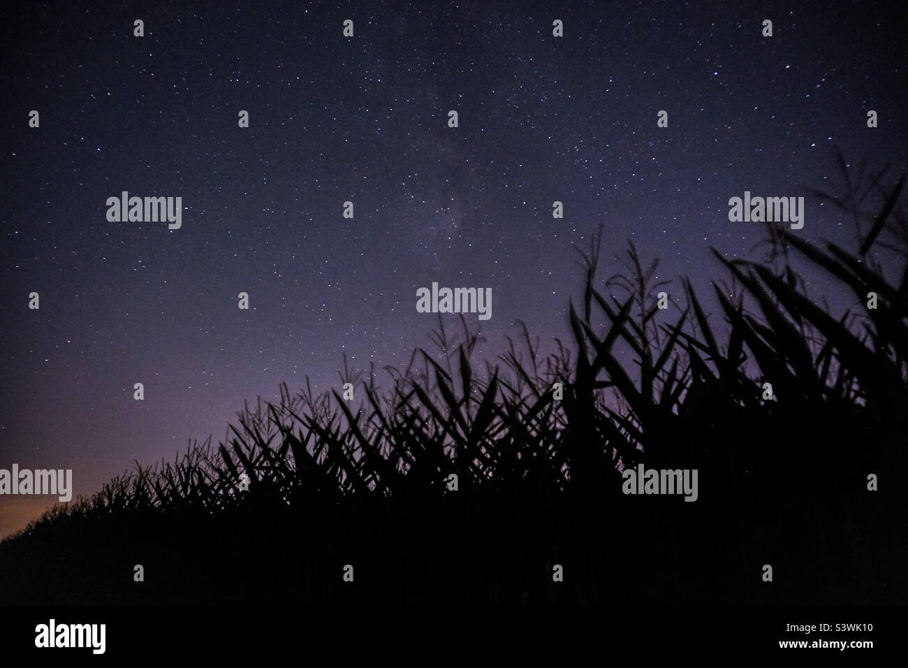 Night sky in Cornfield Stock Photo Alamy