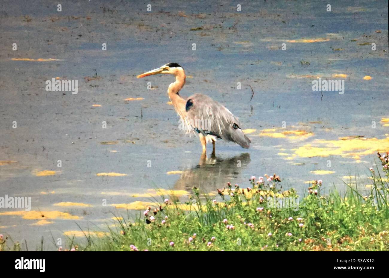 The great blue heron is a large wading bird common over most of North America - Smartphone Captured Stock Image