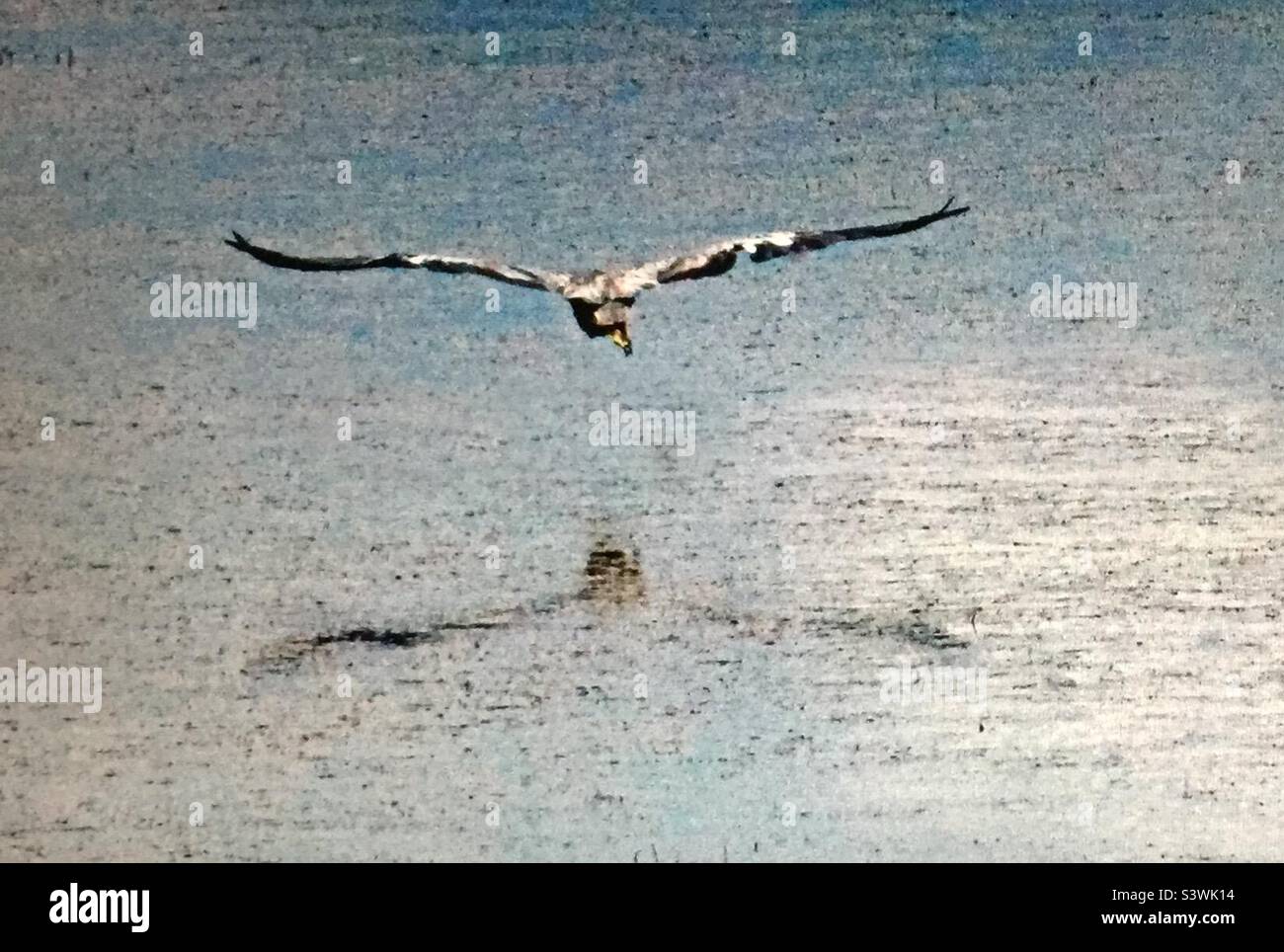 Great blue heron, large wading bird, Birds North America - Smartphone Captured Stock Image