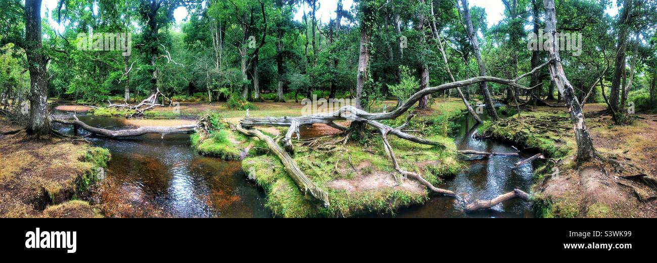 Ober Water stream in the New Forest National Park, Brockenhurst, Hampshire United Kingdom - Smartphone Captured Stock Image