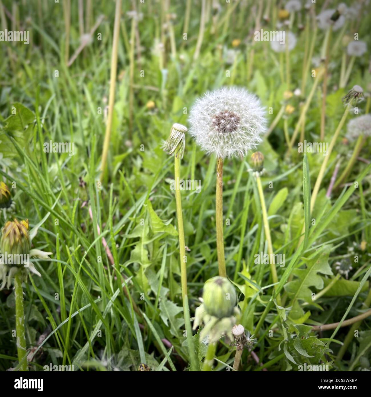 Focus on dandelion plant with white seeds, ready to be dispersed by the wind, grass around - Smartphone Captured Stock Image